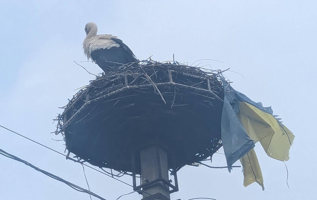 На Закарпатті лелека приніс до гнізда прапор України