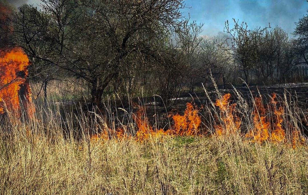 Пожежа сухостою на Львівщині: згоріло 11 дачних будинків