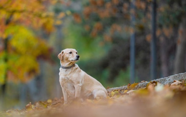 Новини України - Вихідні в Україні будуть сухими та теплими