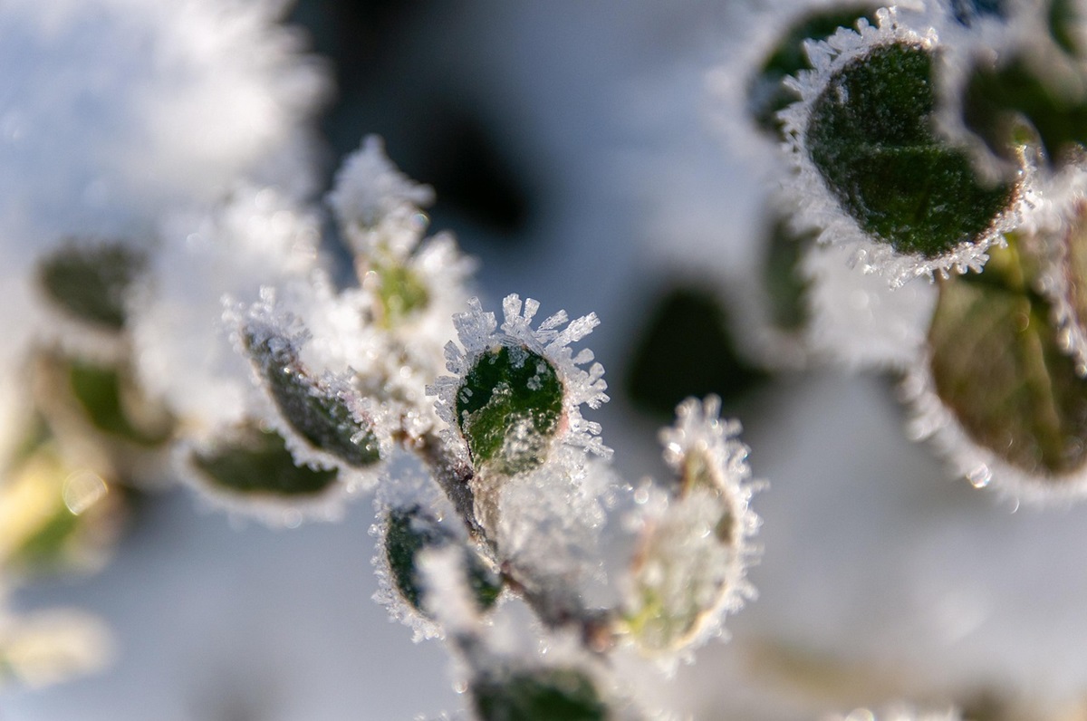 Новини України - Синоптики розповіли, якою буде погода на Різдво